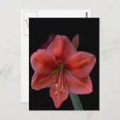 Amaryllis Briefkaart (Voorkant / Achterkant)