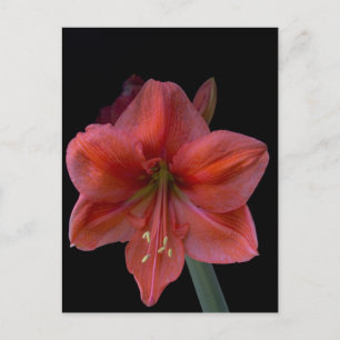 Amaryllis Briefkaart