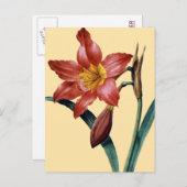Amaryllis Briefkaart (Voorkant / Achterkant)