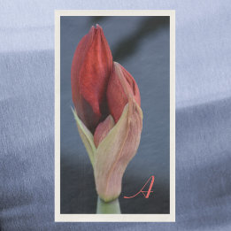 Amaryllis Bud Elegant Floral Slate Blue Servet