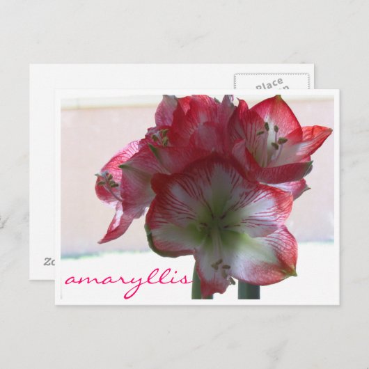 amaryllis bulle de fleurs carte postale (Devant / Derrière)