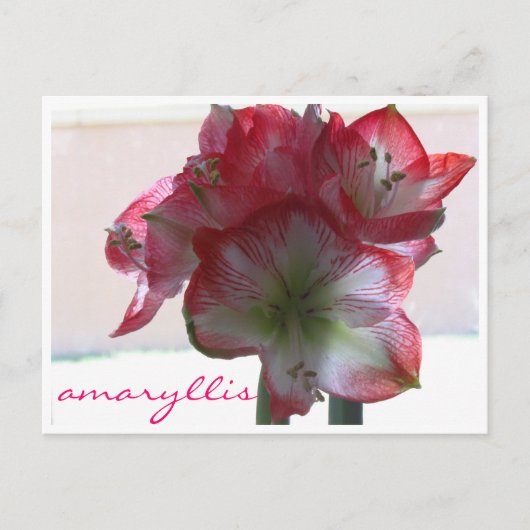 amaryllis bulle de fleurs carte postale (Devant)