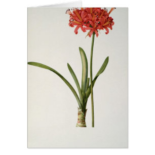 Amaryllis Curvifolia, 1809, du ` Les
