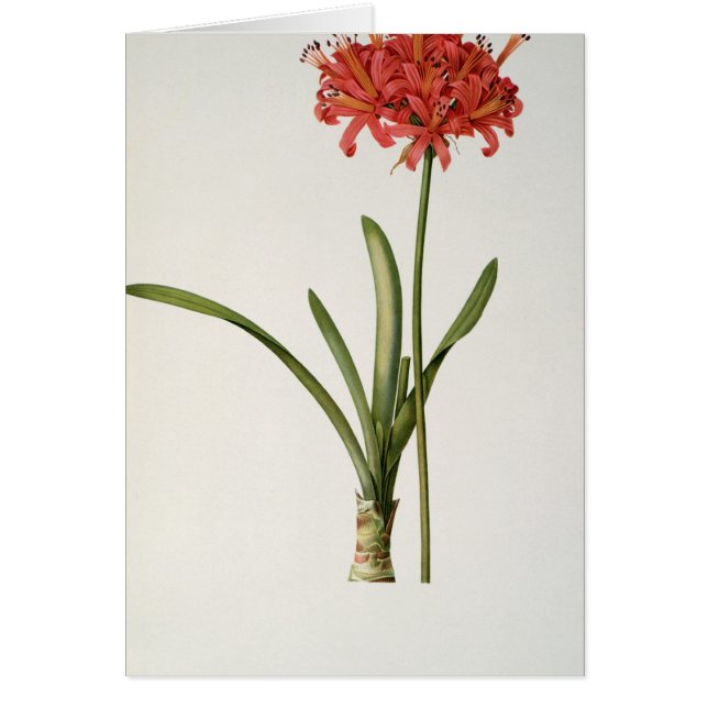 Amaryllis Curvifolia, 1809, du ` Les (Devant)