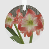 Amaryllis en Fête Rouge Neige Hiver Floral (dos)