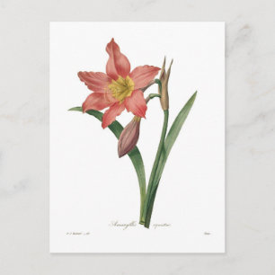 Amaryllis equestris briefkaart