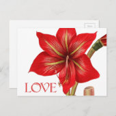 Amaryllis Holiday Briefkaart (Voorkant / Achterkant)