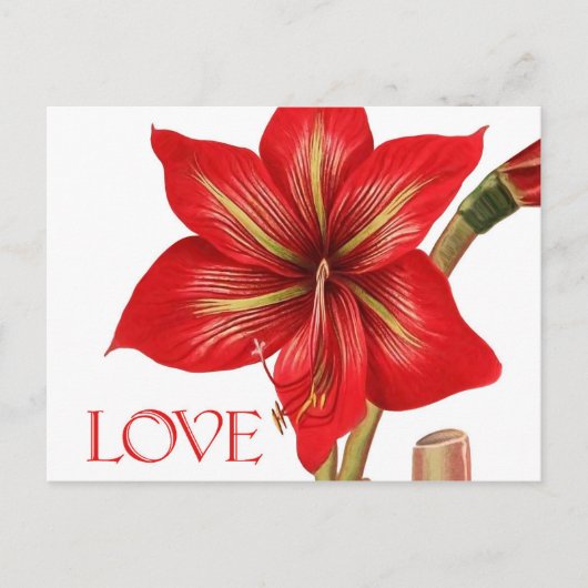 Amaryllis Holiday Briefkaart (Voorkant)