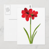 Amaryllis in rood briefkaart (Voorkant / Achterkant)