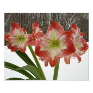 Amaryllis in Snow Red Holiday Winter Floral Foto Afdruk