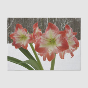 Amaryllis in Snow Red Holiday Winter Floral Tissuepapier