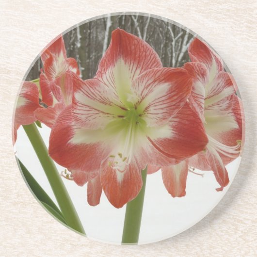 Amaryllis in Snow Red Holiday Winter Floral Zandsteen Onderzetter (Voorkant)