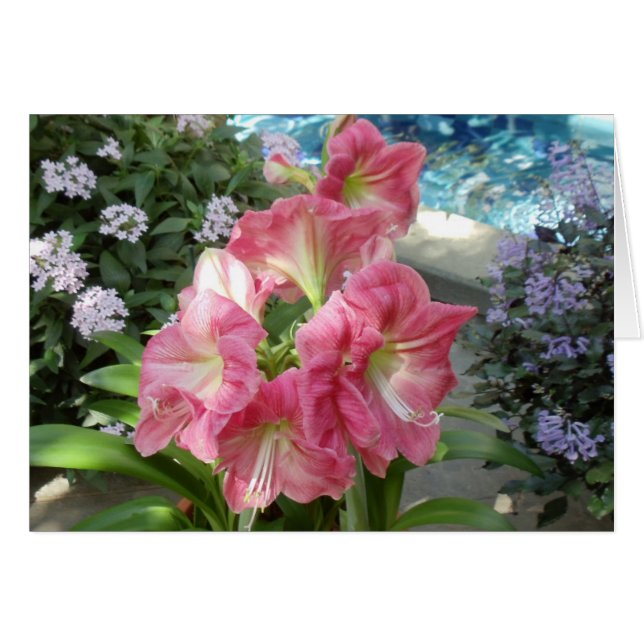 Amaryllis, jardin botanique national, Washington, (Devant horizontal)