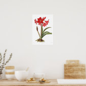 Amaryllis johnsoni poster (Keuken)