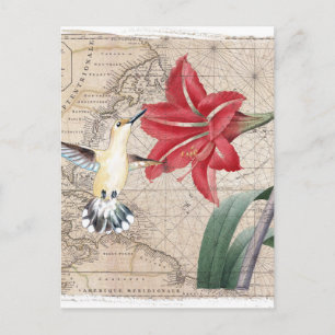 Amaryllis Mao Hummer Briefkaart