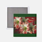 Amaryllis Pair Magnet de Noël (Recto/Verso)