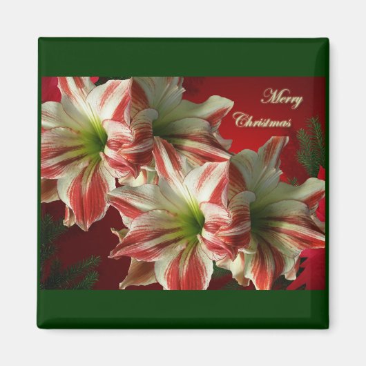 Amaryllis Pair Magnet de Noël (Devant)