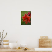 Amaryllis Poster (Keuken)