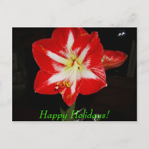 amaryllis, prettige feestdagen (plural:)!