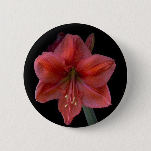 Amaryllis Ronde Button 5,7 Cm (Voorkant)