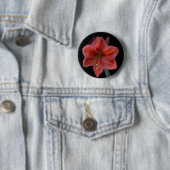 Amaryllis Ronde Button 5,7 Cm (In situ)