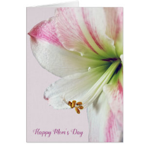 amaryllis rose macro de la Fête des mères