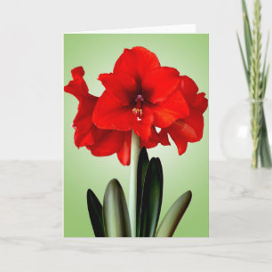 Amaryllis rouge de Noël de carte de Noël