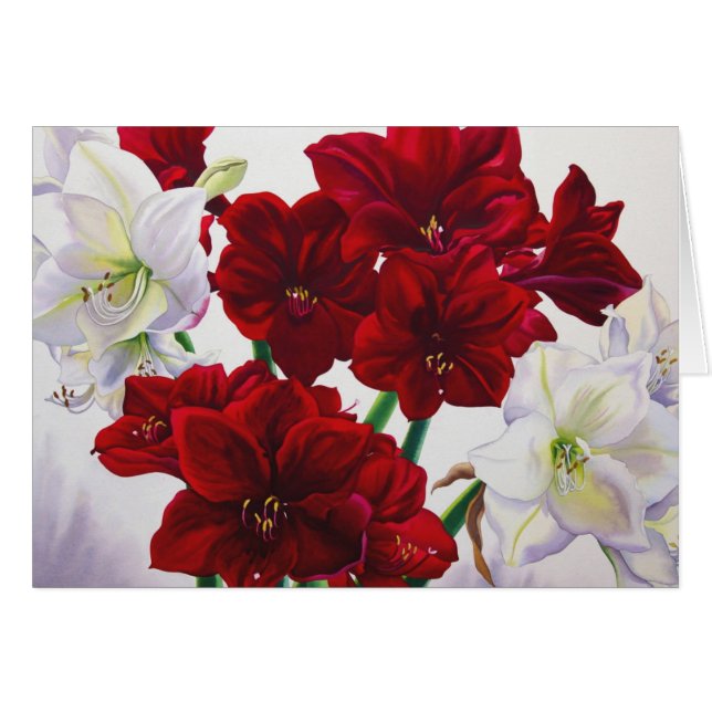 Amaryllis rouge et blanche 2008 (Devant horizontal)