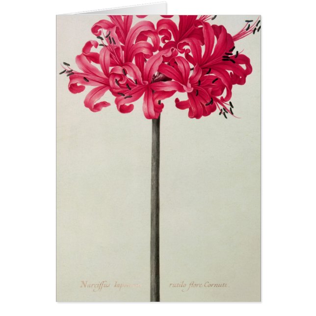 Amaryllis Sarniensis of Narcissus (Voorkant)