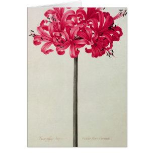 Amaryllis Sarniensis, ou narcisse