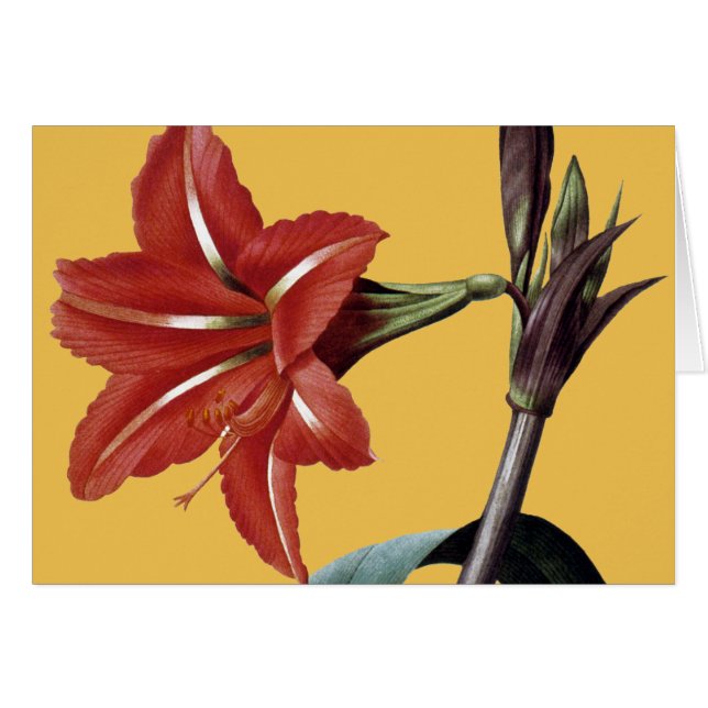 Amaryllis Striped (Voorkant Horizontaal)