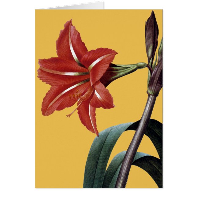 Amaryllis Striped (Voorkant)