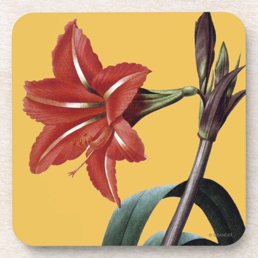 Amaryllis Striped Bier Onderzetter (Voorkant)