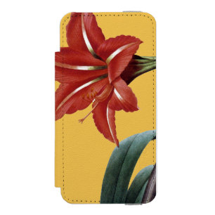 Amaryllis Striped