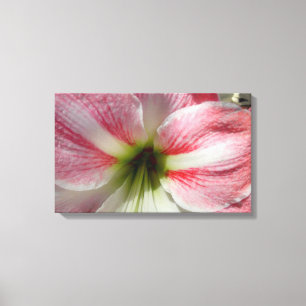 Amaryllis toile étirée