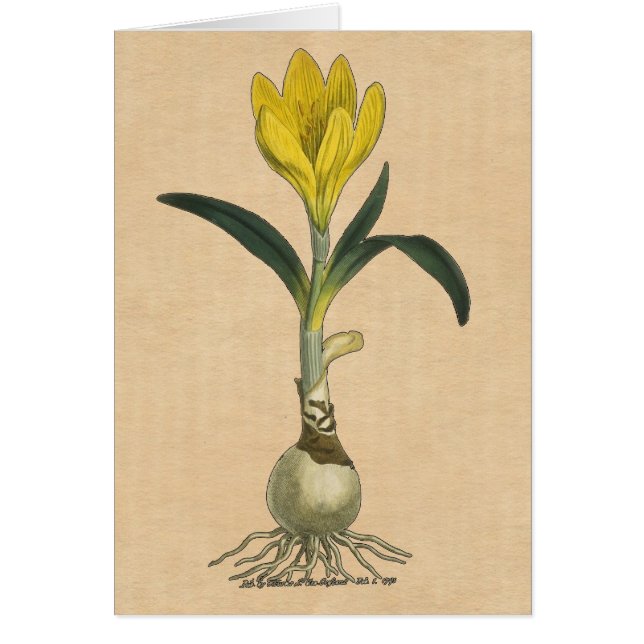 Amaryllis Tulip Botanische tuinklep (Voorkant)