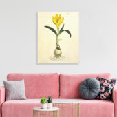 Amaryllis Tulip Botanische tuinklep Canvas Afdruk (Insitu (Woonkamer))