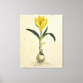 Amaryllis Tulip Botanische tuinklep Canvas Afdruk (Voorkant)