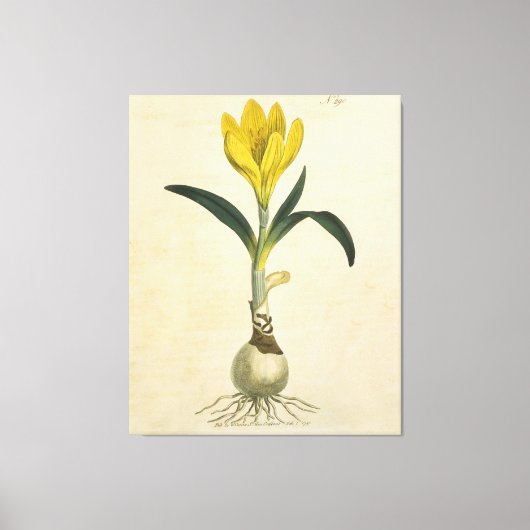 Amaryllis Tulip Botanische tuinklep Canvas Afdruk (Voorkant)