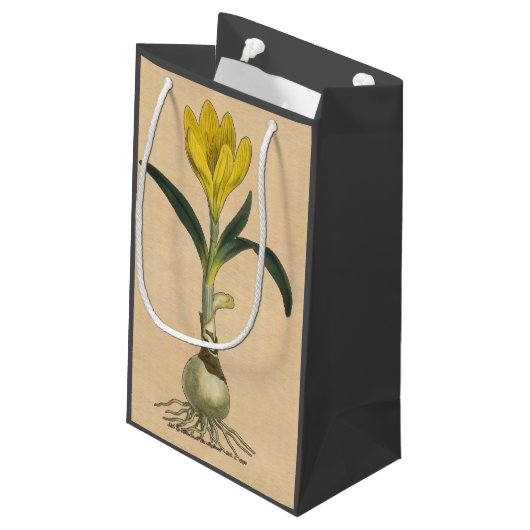 Amaryllis Tulip Botanische tuinklep Klein Cadeauzakje (Achterkant Gekanteld)