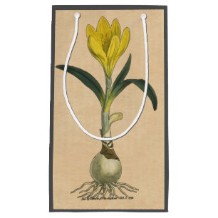 Amaryllis Tulip Botanische tuinklep Klein Cadeauzakje