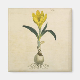 Amaryllis Tulip Botanische tuinklep Magneet