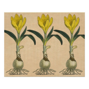 Amaryllis Tulip Botanische tuinklep Perfect Poster