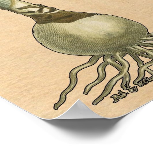 Amaryllis Tulip Botanische tuinklep Poster (Hoek)