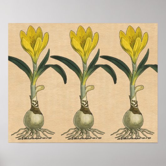 Amaryllis Tulip Botanische tuinklep Poster (Voorkant)