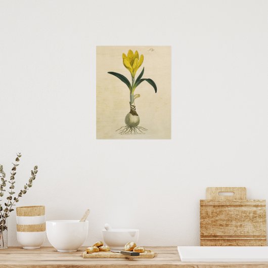 Amaryllis Tulip Botanische tuinklep Poster (Keuken)