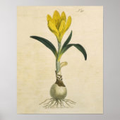 Amaryllis Tulip Botanische tuinklep Poster (Voorkant)