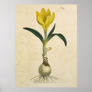 Amaryllis Tulip Botanische tuinklep Poster