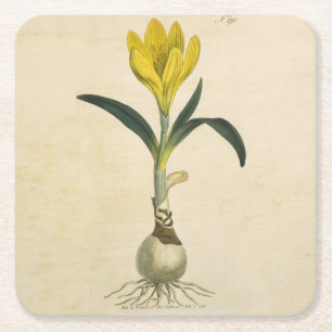 Amaryllis Tulip Botanische tuinklep Vierkante Kartonnen Onderzetter