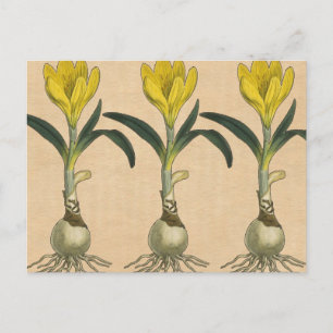 Amaryllis Tulp Botanische Tuin Bloem Briefkaart